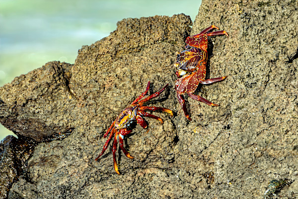 Sally Lightfoot crabs, Galapagos by David Whited, Image 1.