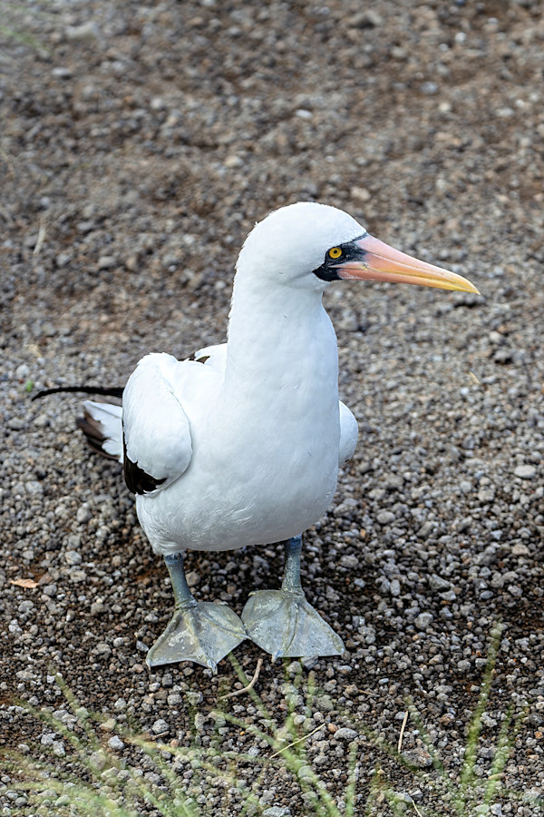 Nazca booby, Galapagos Islands by David Whited, Image 1.