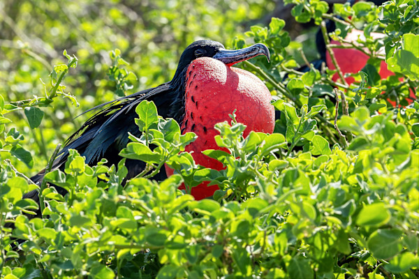 Magnificant Figatebird, Galapagos Islands by David Whited, Image 1.