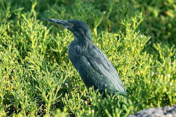 Lava Heron, Galapagos Islands by David Whited, Image 1.