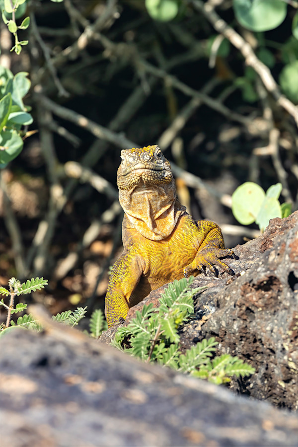 Galápagos Land Iguana by David Whited, Image 1.