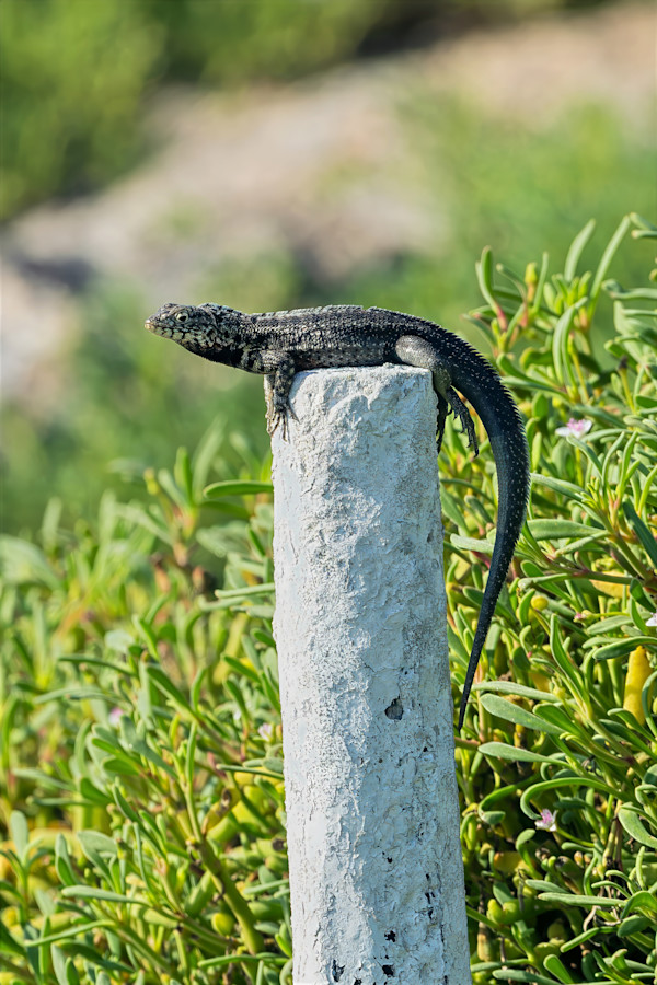 Galápagos Lava Lizard, Galapagos Islands by David Whited, Image 1.