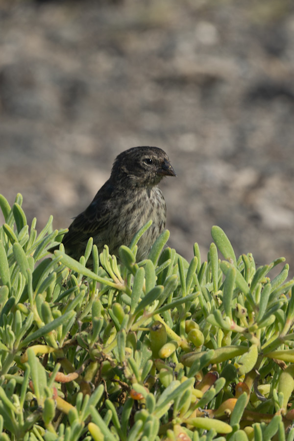 Genovesa Ground-Finch, Galapagos by David Whited, Image 1.