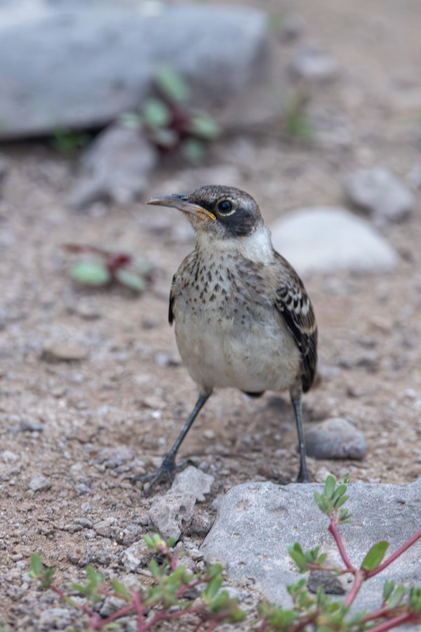 Galápagos Mockingbird, Galapagos Islands by David Whited, Image 1.