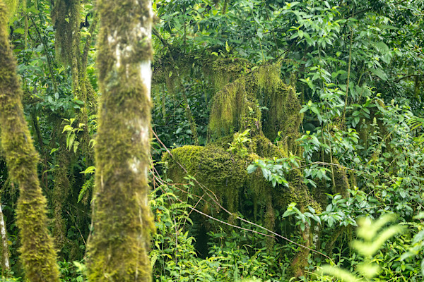 Santa Cruz Island jungle by David Whited, Image 1.