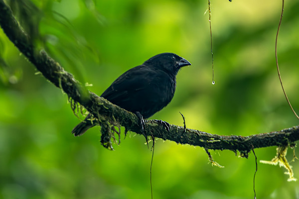 Small Ground Finch, Galapagos by David Whited, Image 1.