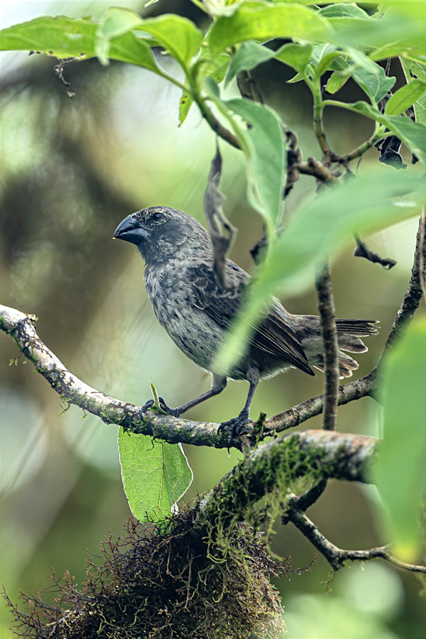 Large Ground-Finch, Galapagos Islands by David Whited, Image 1.