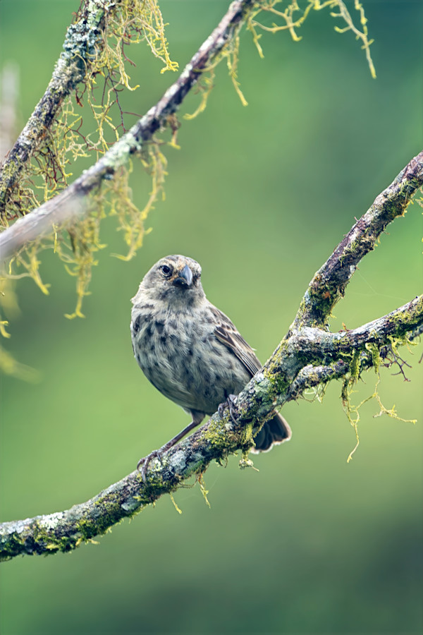 Medium Ground Finch, Galapagos Islands by David Whited, Image 1.