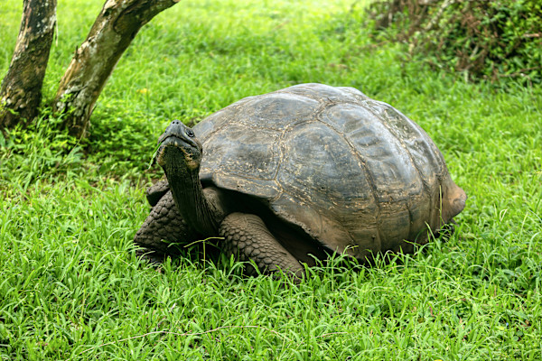 Galápagos Giant Tortoise, Santa Cruz Island, Galapagos by David Whited, Image 1.