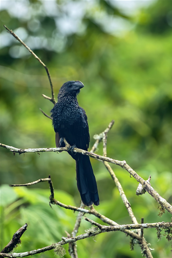 Smooth-billed Ani, Galapagos by David Whited, Image 1.