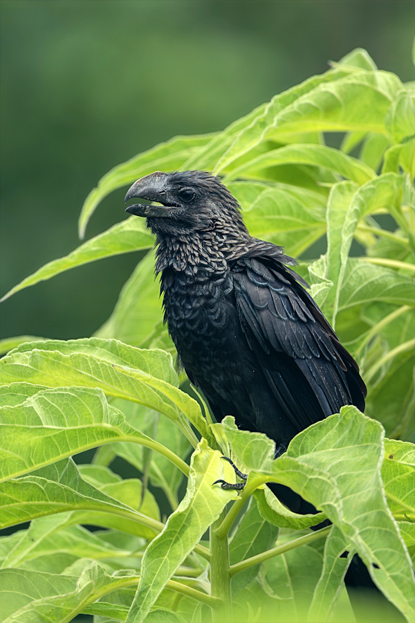 Smooth-billed Ani, Galapagos by David Whited, Image 1.