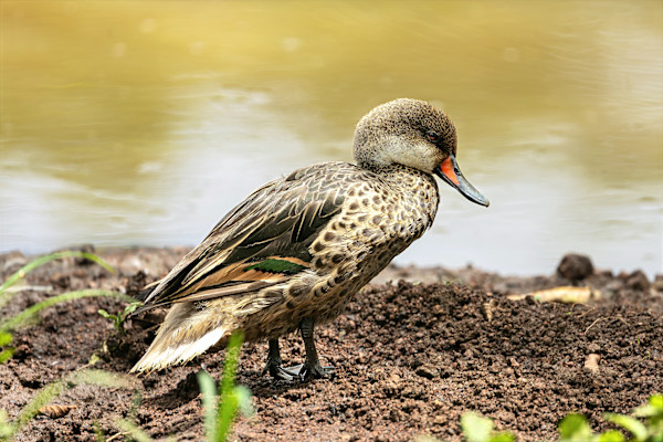 White-cheeked Pintail, Galapagos Islands by David Whited, Image 1.