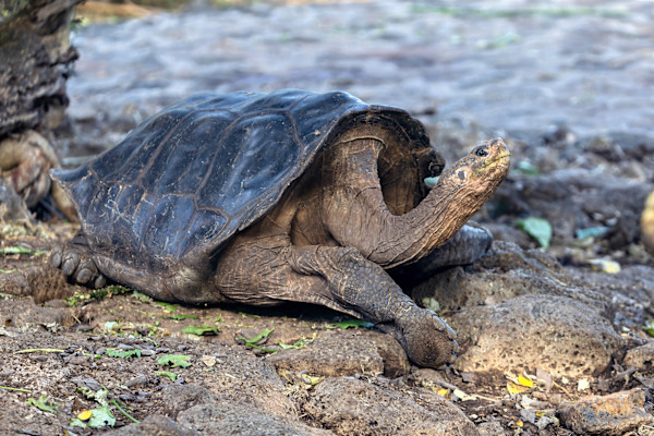 Galapagos Giant Saddleback Tortoise, Santa Cruz Island, Galapagos by David Whited, Image 1.