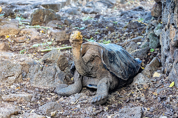 Galapagos Giant Saddleback Tortoise, Santa Cruz Island, Galapagos by David Whited, Image 1.