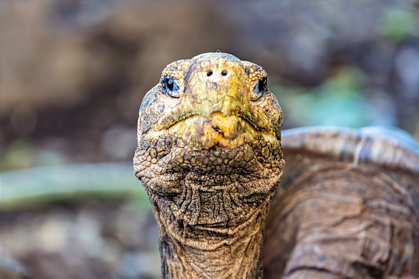 Galapagos Giant Tortoise by David Whited, Image 1.