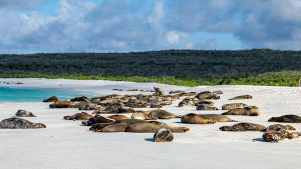Sea lions on Espanola Island by David Whited