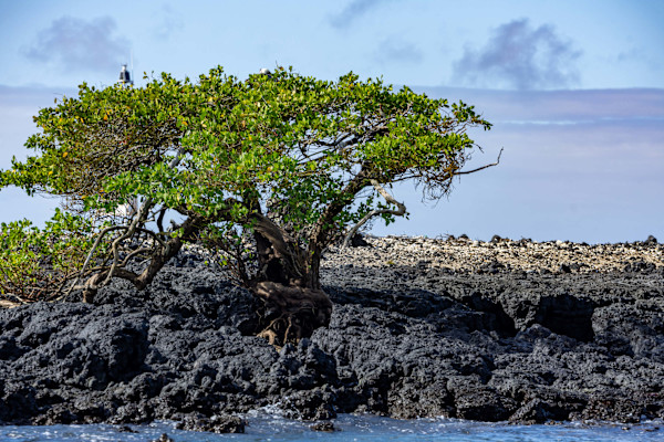 Sierra Negra Volcano on Isabela Island, Galapagos by David Whited
