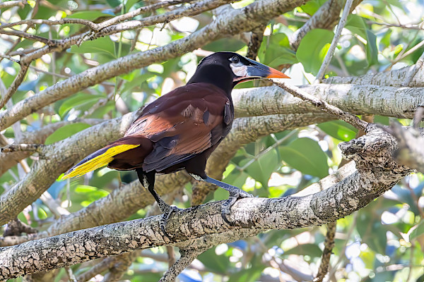 Montezuma oropendola, Costa Rica by David Whited, Image 2.