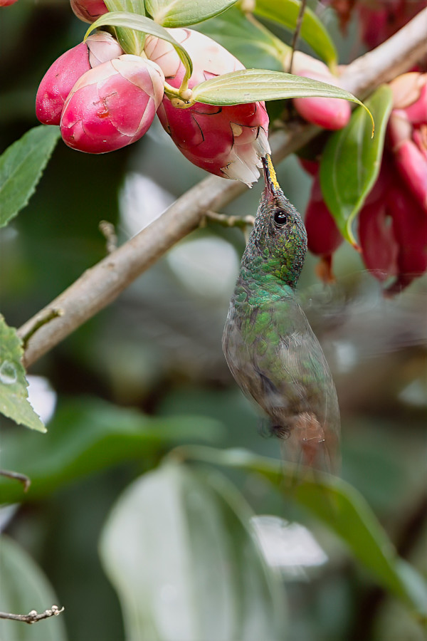 Rufous-tailed Hummingbird on a Rose of Venezuela by David Whited