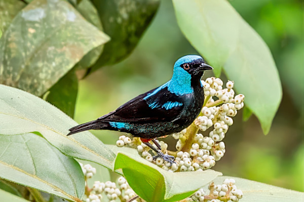 Scarlet-thighed Dacnis, Costa Rica by David Whited