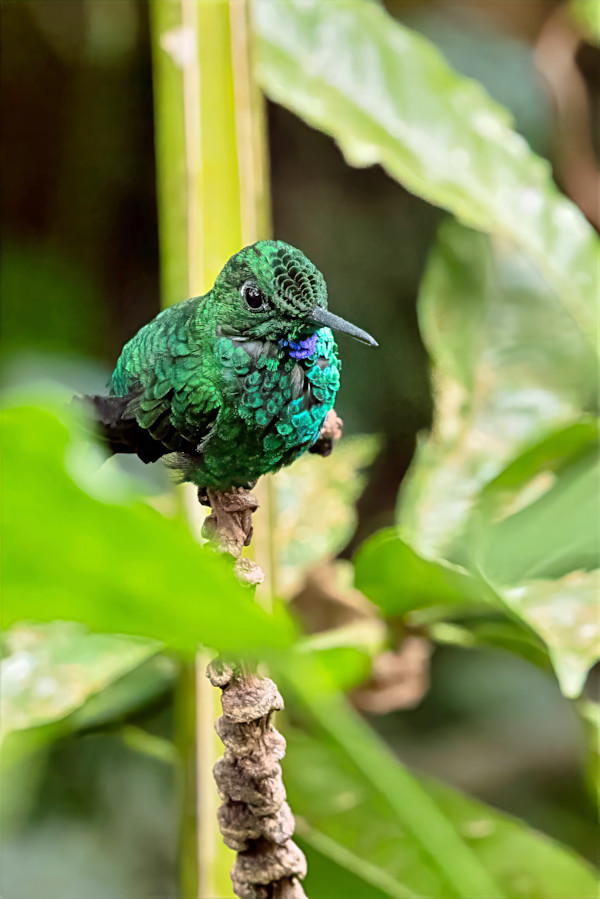 Green-crowned Brilliant hummingbird, Costa Rica by David Whited