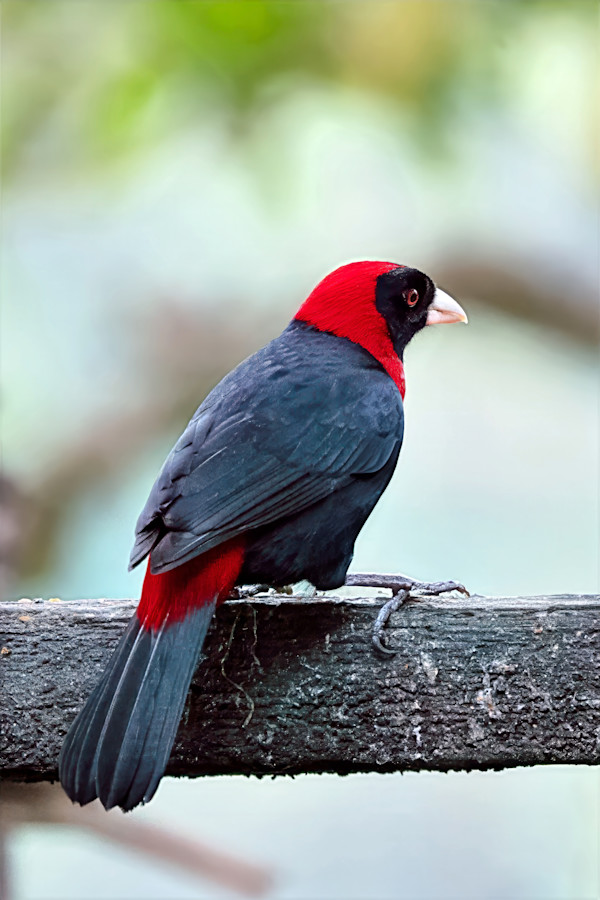 Crimson-collared Tanager, Costa Rica by David Whited