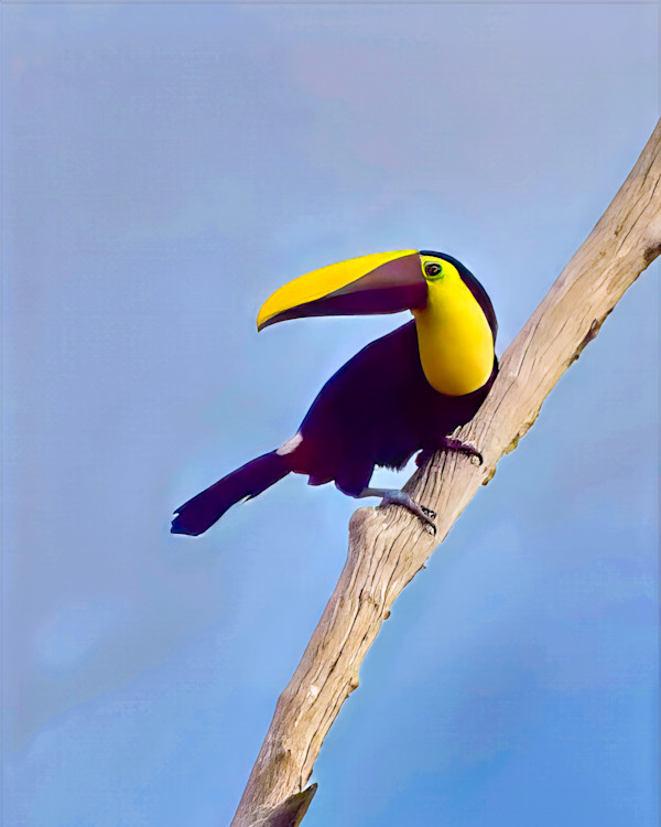 Chestnut-mandibled Toucan, Costa Rica by David Whited