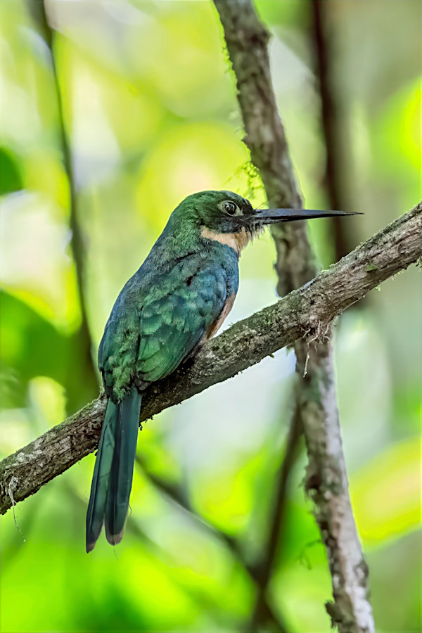 Rufous-tailed Jacamar, Costa Rica by David Whited