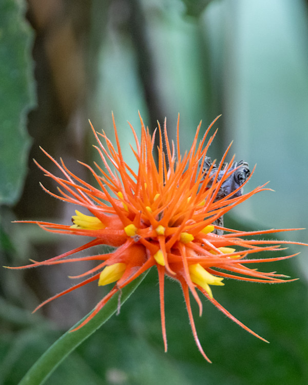 Safflower orange (Gurania) by David Whited