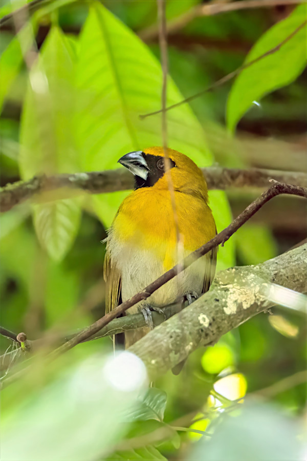Black-faced Grosbeak, Costa Rica by David Whited, Image 1.