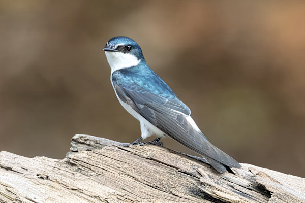 Mangrove Swallow, Costa Rica by David Whited
