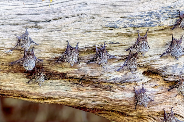 Proboscis bat, Costa Rica by David Whited