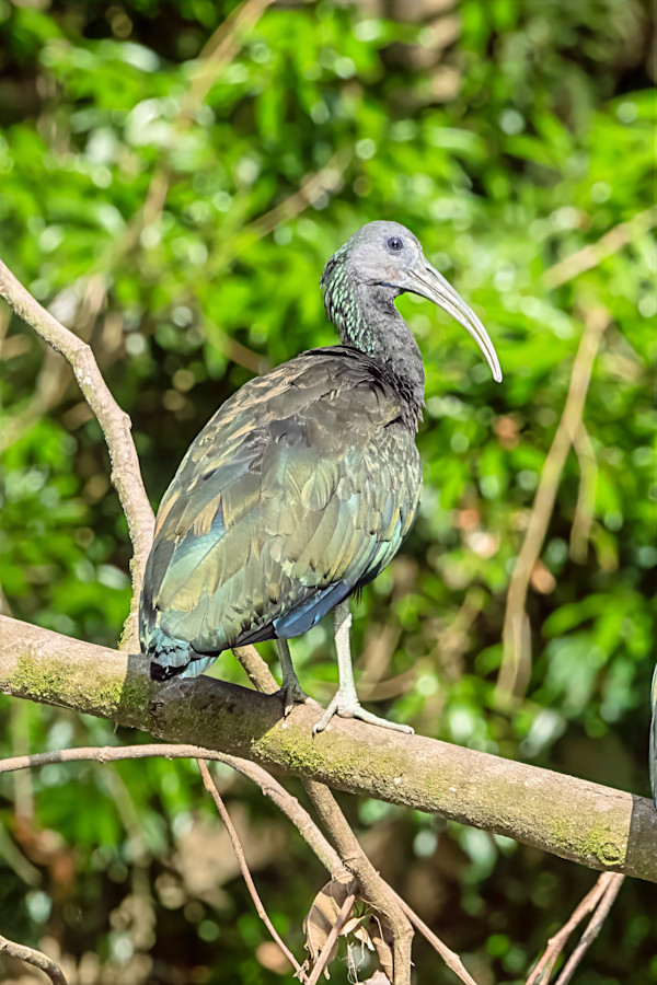 Green ibis, Costa Rica by David Whited