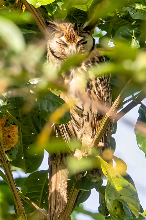Striped owl, Costa Rica by David Whited