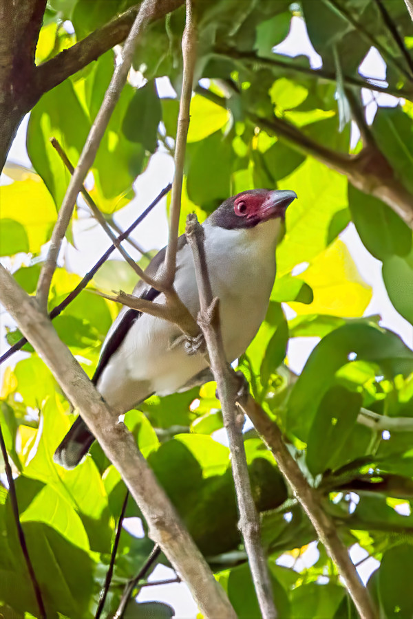 Masked tityra, Costa Rica by David Whited