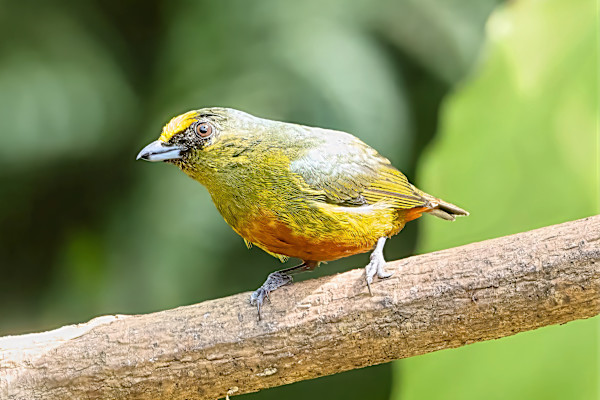 Male Olive-backed Euphonia, Costa Rica by David Whited