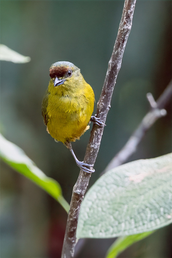 Female Olive-backed Euphonia, Costa Rica by David Whited