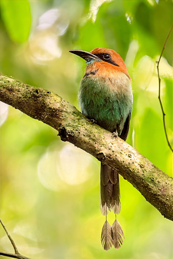 Broad-billed Motmot, Costa Rica by David Whited