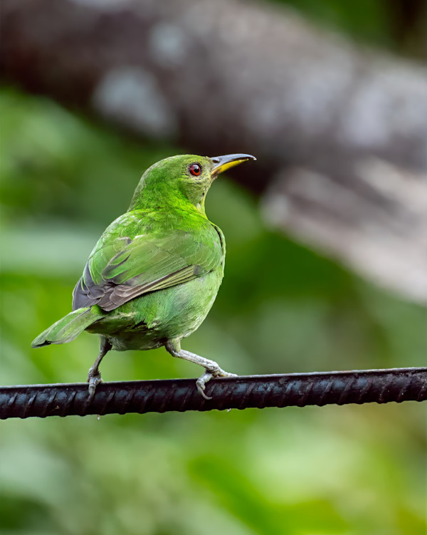 Female Green Honeycreeper, Costa Rica by David Whited