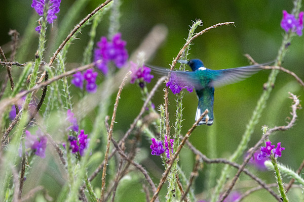 White-necked Jacobin hummingbird on purple toadflax flowers by David Whited