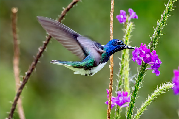 Male White-necked Jacobin hummingbird, Costa Rica by David Whited