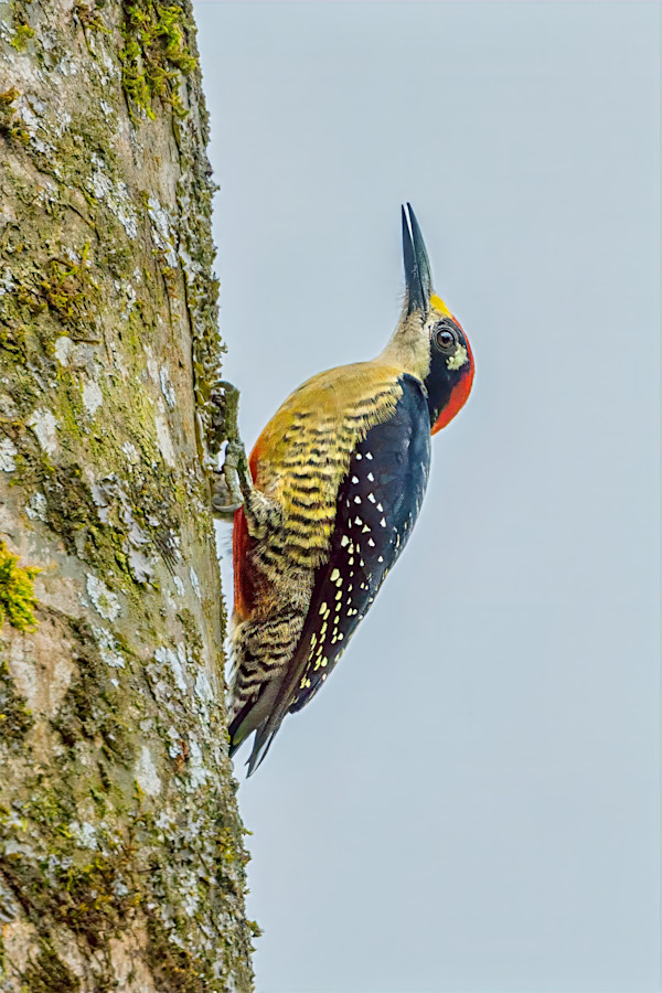 Black-cheeked woodpecker, Costa Rica by David Whited