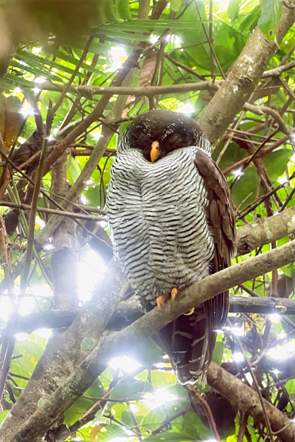 Black-and-white Owl, Costa Rica by David Whited