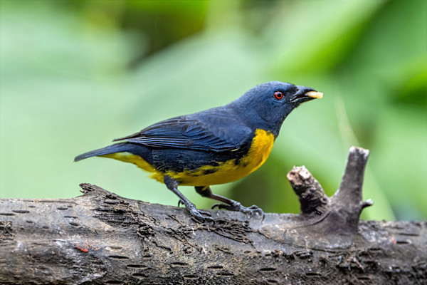 Blue-and-gold Tanager, Costa Rica by David Whited