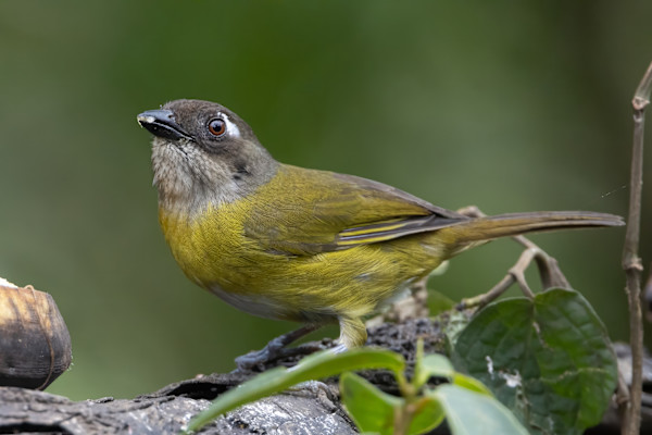 Common Chlorospingus, Costa Rica by David Whited