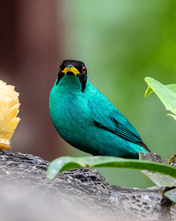 Green Honeycreeper, Costa Rica by David Whited