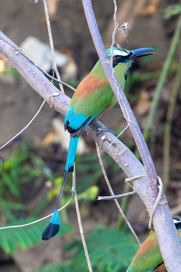 Turquoise-browed Motmot, Costa Rica by David Whited