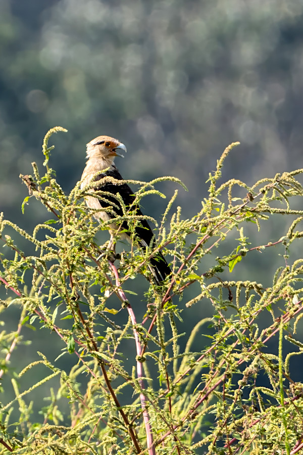 Yellow-headed Caracara, Cost Rica by David Whited