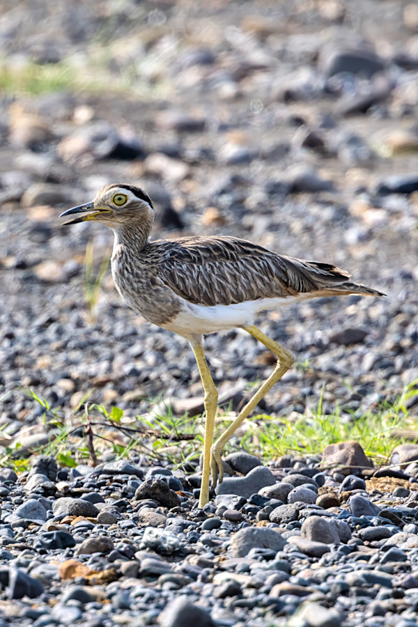 Double-striped Thick-knee, Costa Rica by David Whited