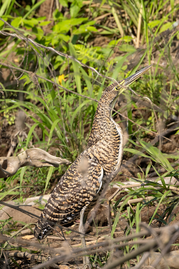 Fasciated Tiger-Heron, Costa Rica by David Whited